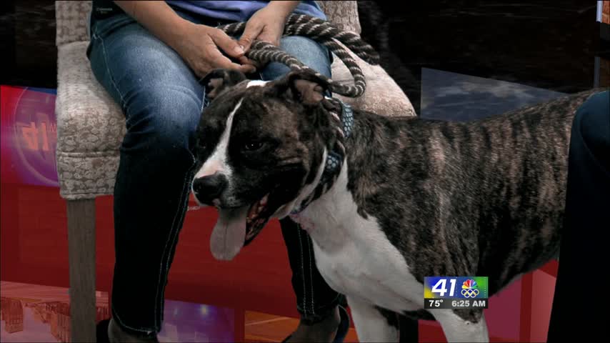 Yeager joins 41NBC as the Dog Of The Week.