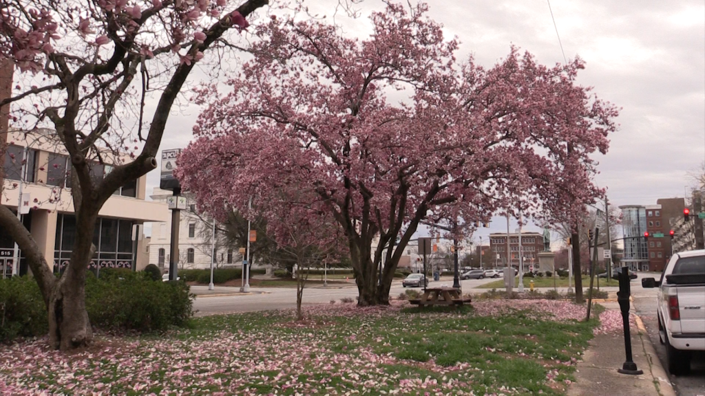 Local Business impact from Cherry Blossom Festival.