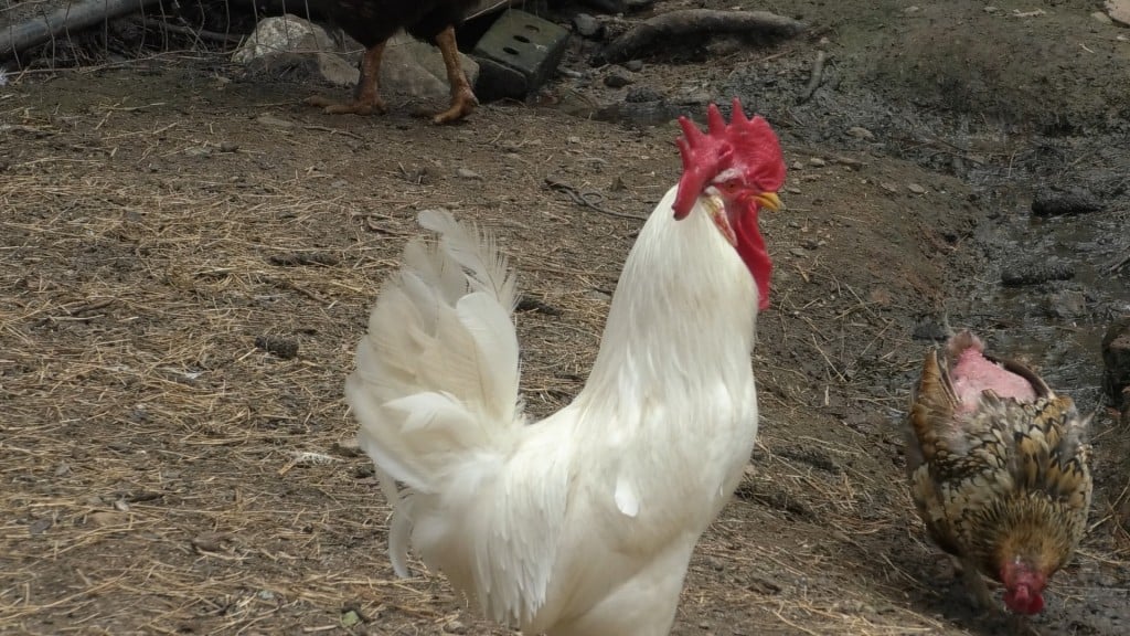 Chicken