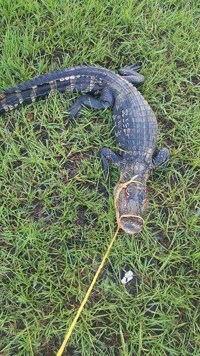 Bibb County seeing more alligator reports in 2021