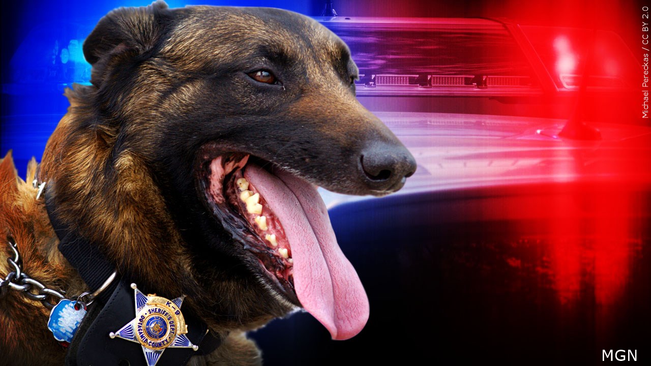 Warner Robins Police catch vehicle theft suspect with K9 - 41NBC News - Vimarsana News