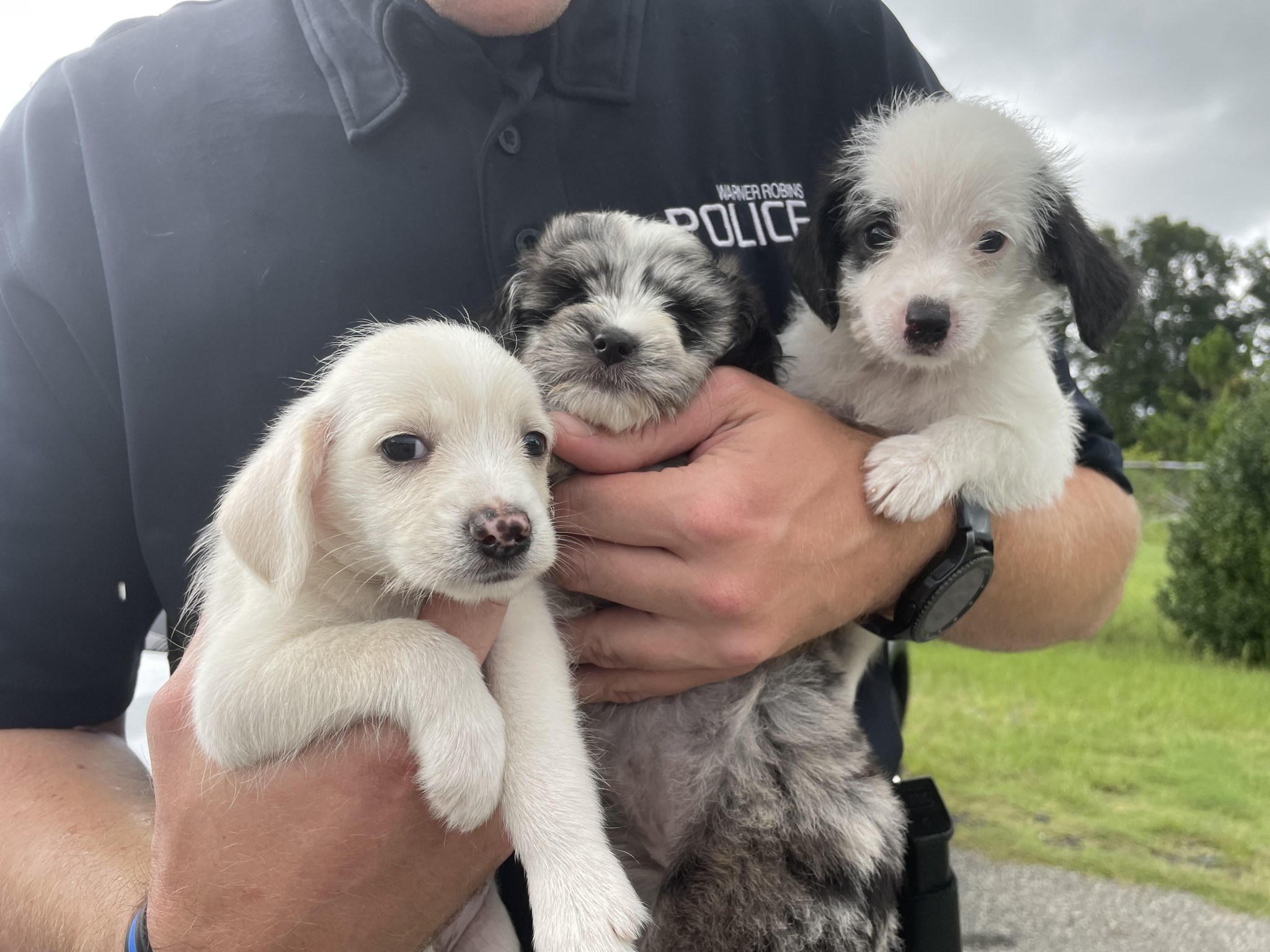 Warner Robins police officer rescues 3 puppies from busy road