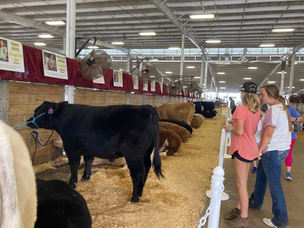 Livestock competitions at the National Fair
