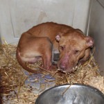 Dog Fighting