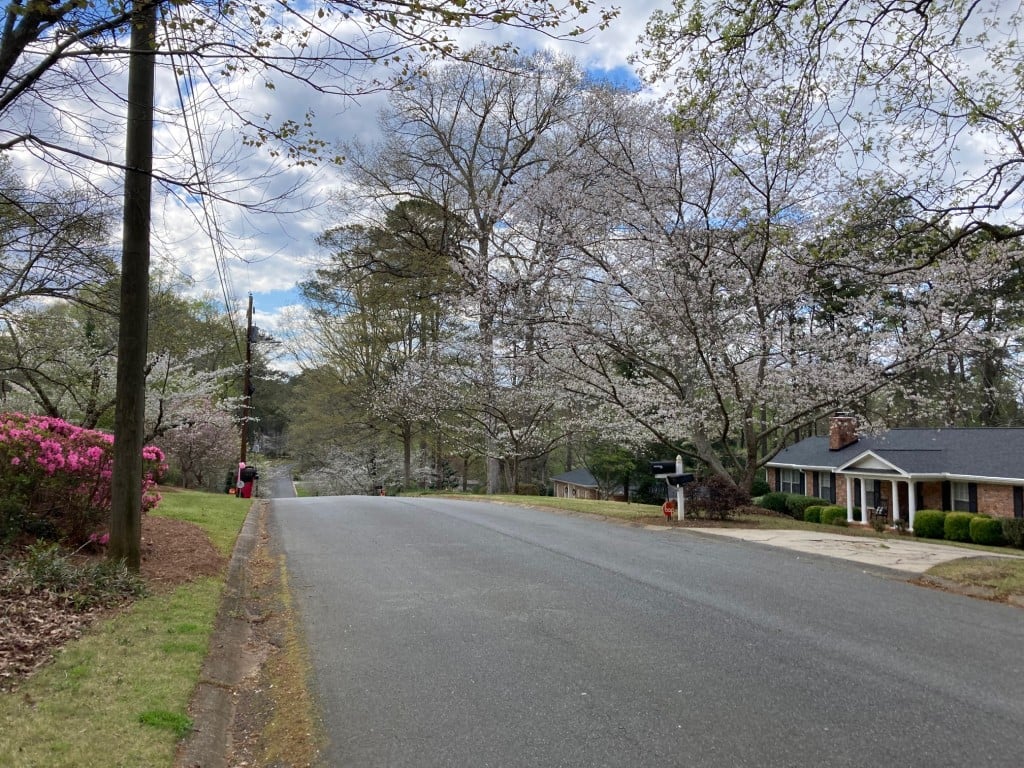 Blooming trees