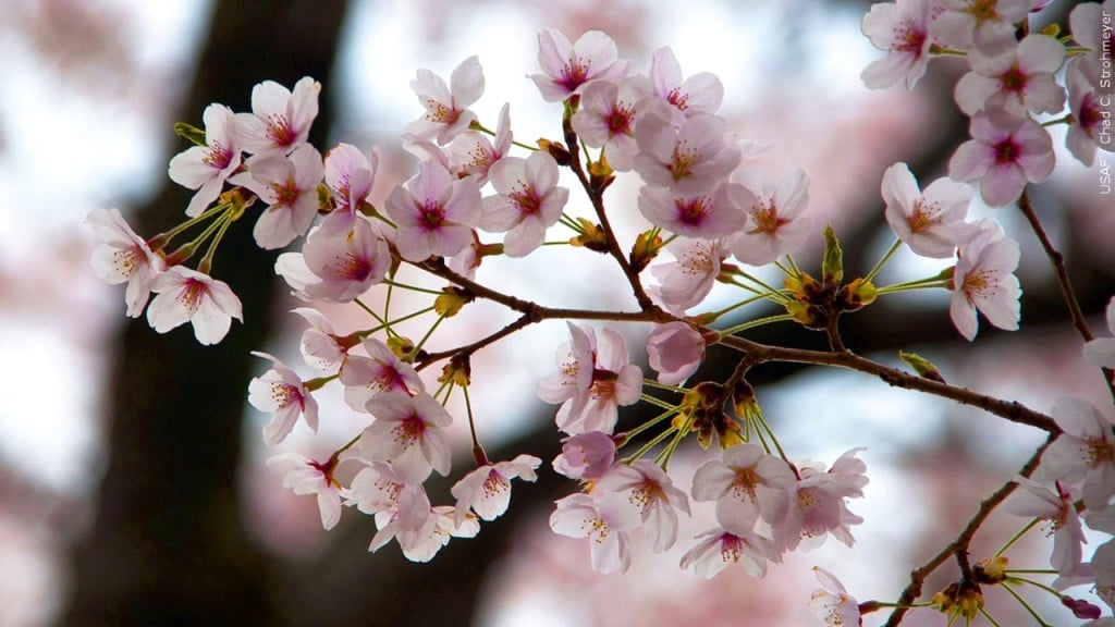 National Cherry Blossom Festival Is Underway And The Blooms Are Right On  Time