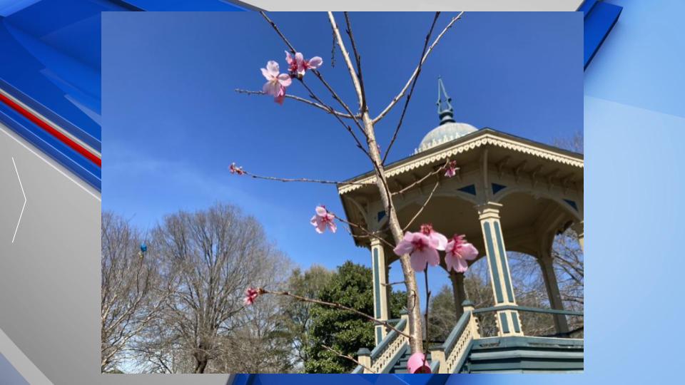 Washington Nationals Cherry Blossom City Connect Retail Launch Party -  Photos - Washington Times