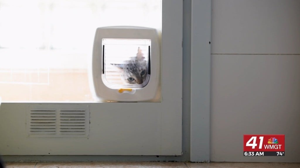 Ask Angi: Pet Proofing Your Home