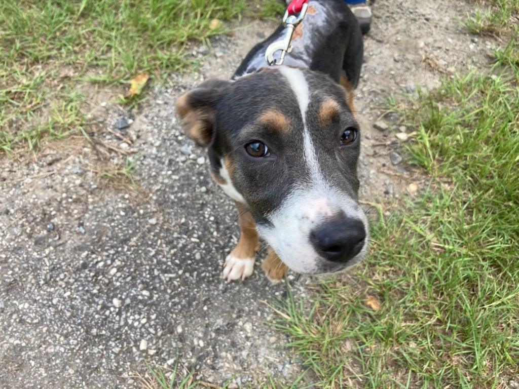 Macon Pet Pantry hopes to curb pet surrenders