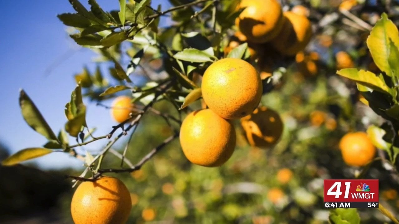 Morning Business Report: Orange juice likely to be more expensive due to  Hurricane Ian - 41NBC News | WMGT-DT