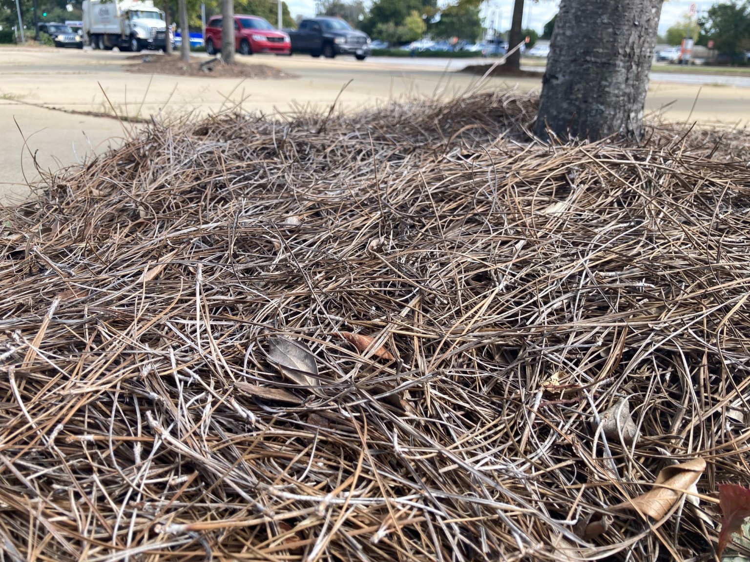 Jones County Sheriff's Office warning residents of resurgence of 'Pine