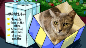 Day 6 Pawla