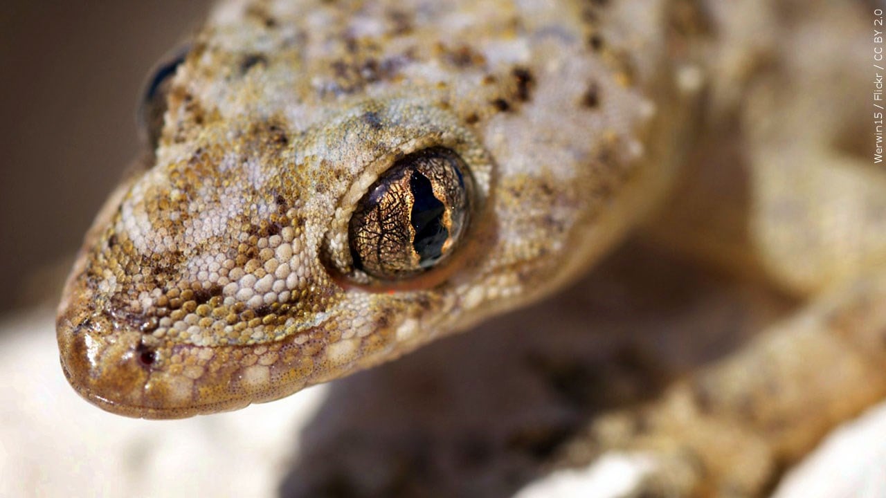 Forest lizards genetically morph to survive life in the city - 41NBC News |  WMGT-DT