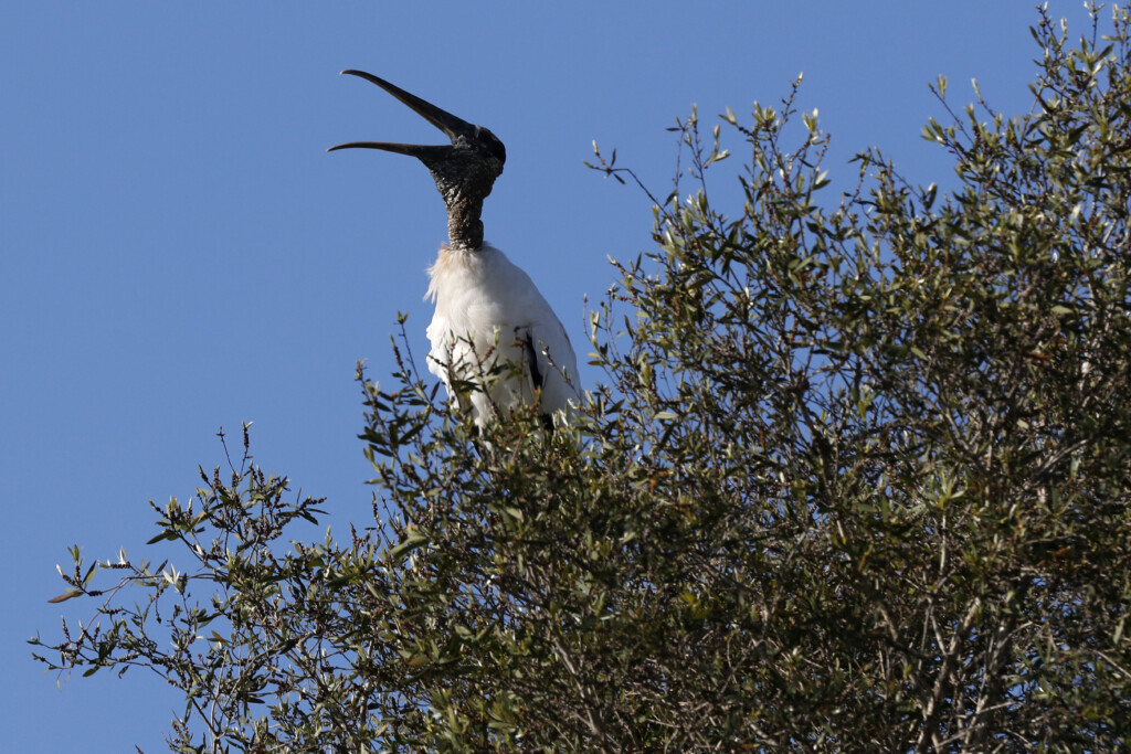 Wood Stork Recovery