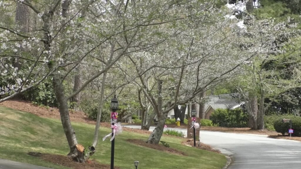 Cherry Blossom Trees Ready To Bloom In Macon