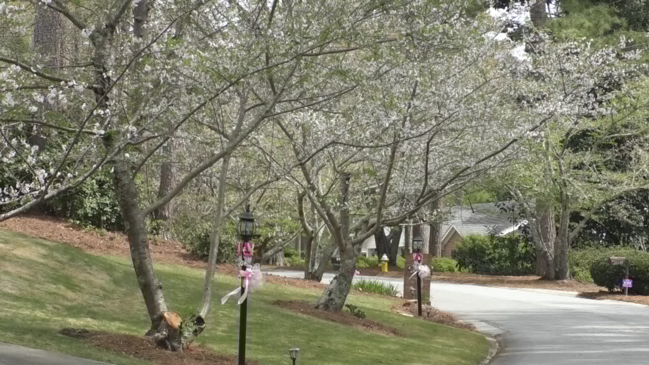 Cherry trees ready to bloom in Macon