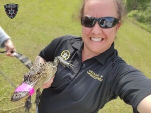 Photo Credit To Bibb County Sheriffs Office Gator Catch 1