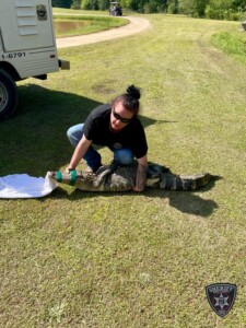 Photo Credit To Bibb County Sheriffs Office Gator Catch 3