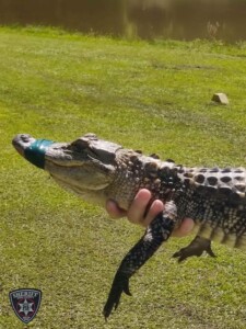 Photo Credit To Bibb County Sheriffs Office Gator Catch 2