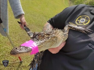 Photo Credit To Bibb County Sheriffs Office Gator Catch