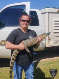 Photo Credit To Bibb County Sheriffs Office Gator Catch 4