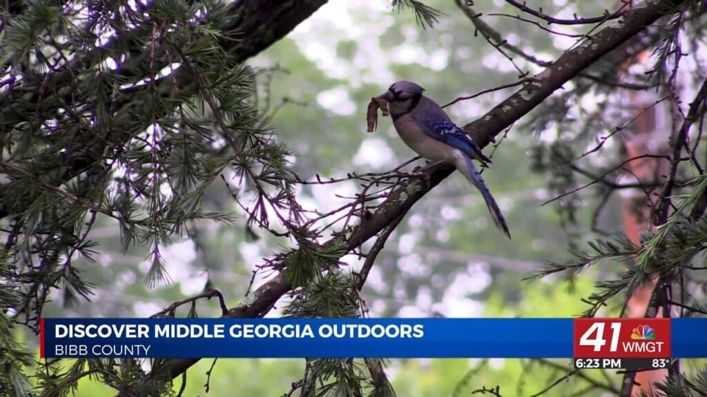 Discover Middle Georgia: Our Local Birds And Birdwatching