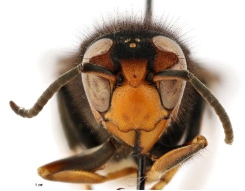 First Live Yellow-legged Hornet Confirmed In Georgia Sparks Concerns ...