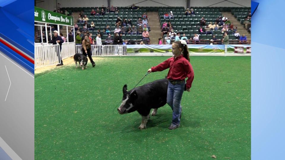 Livestock Competition