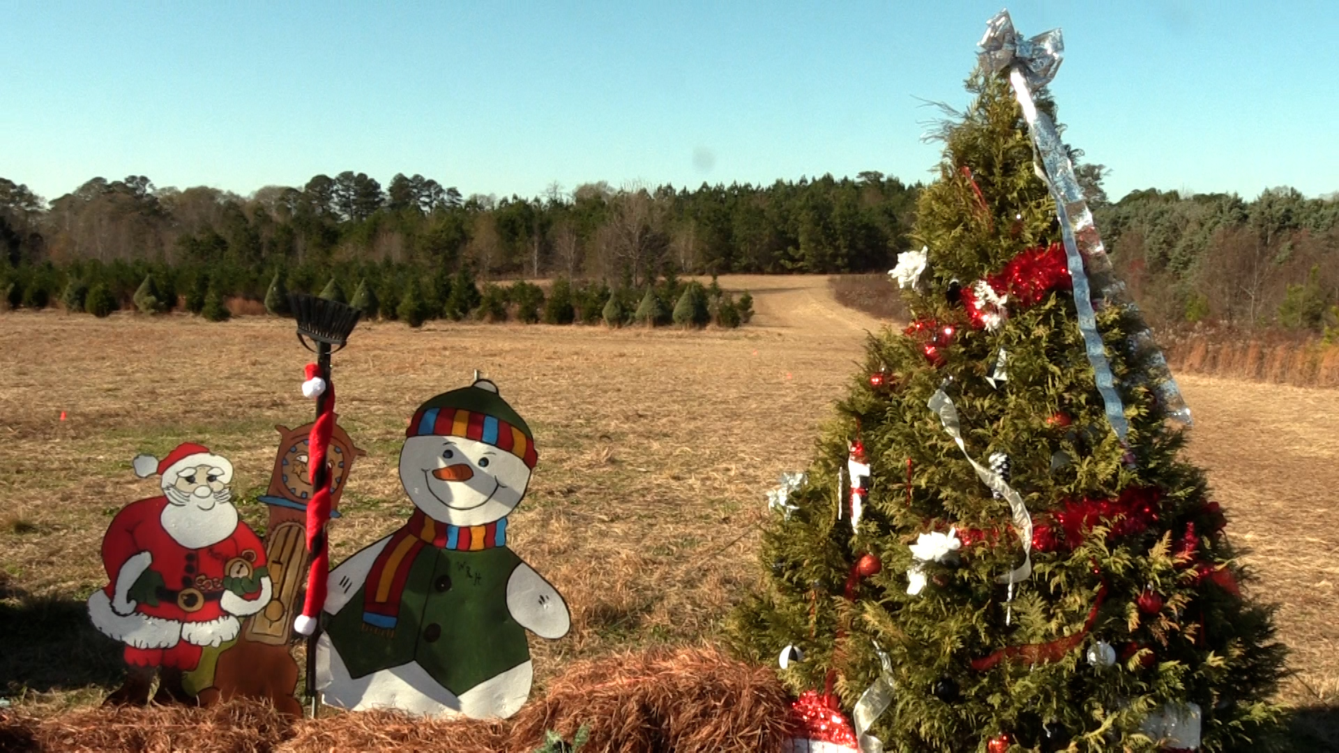 Roberts Christmas Tree Farm offers tips to find, care for your live ...