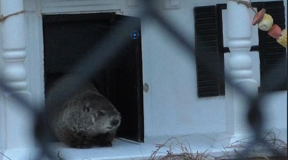 Groundhog