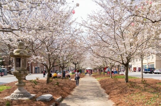 Cherry Blossom Festival announces schedule changes for this weekend due ...