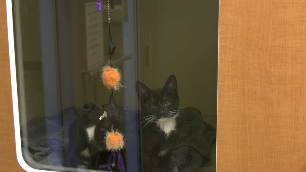 Shelter Euthanasia