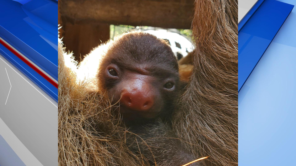 Sloth Born