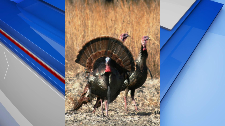 Male Turkey Dnr Photo Gfx