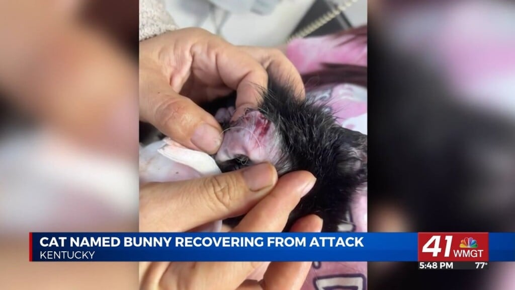 Man Charged With Animal Abuse, Accused Of Biting Cat's Ears Off