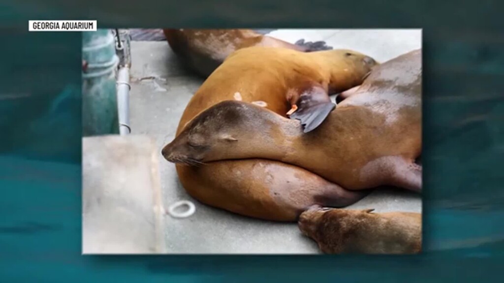 georgia-aquarium-helps-rescue-marine-life-california-algae-bloom