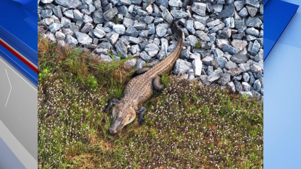 Baldwin County Alligator