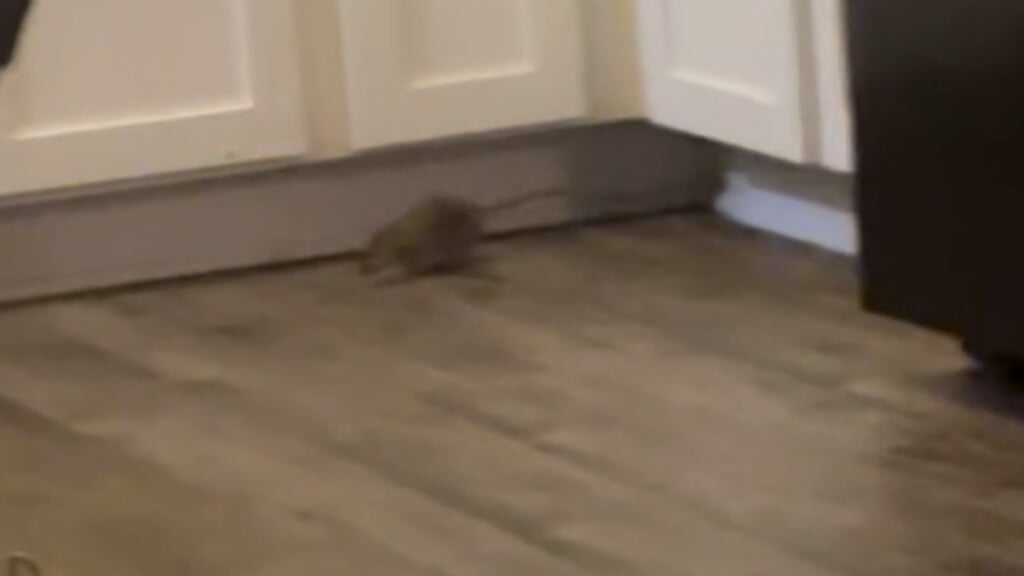 Rat