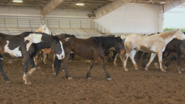 Georgia National Rodeo returns to Perry February 19–21