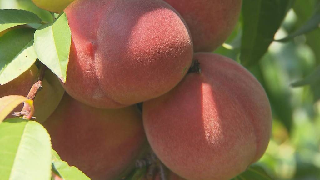 Article Pic Peaches