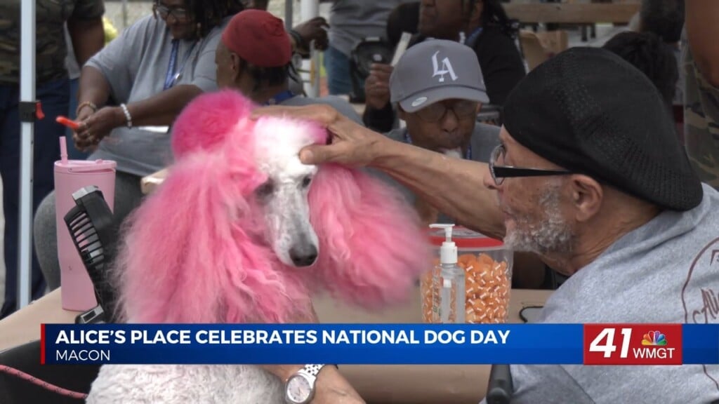 Pink Poodle Petals Visits Alice’s Place For National Dog Day
