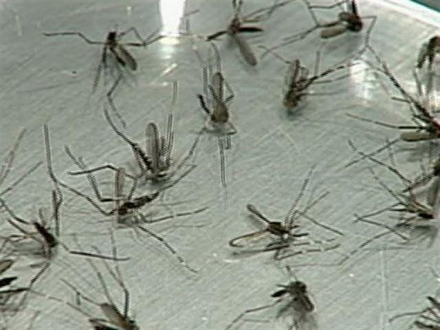 EEE mosquitoes found in 2 more Mass. towns