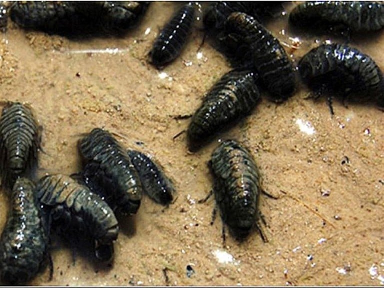 Beach bug infestation at area beaches