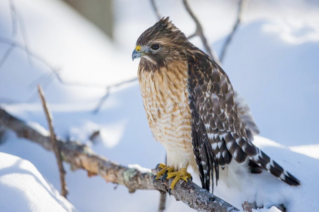 Hawk recovering after being shot