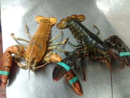 Rare Orange Lobster found in Charlestown
