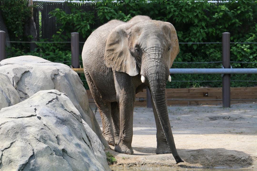 Roger Williams Park Zoo Makes List Of Top 26 Best Zoos In The Country