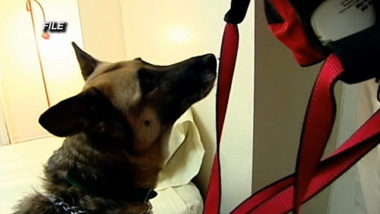 Providence court using dogs to find bed bugs