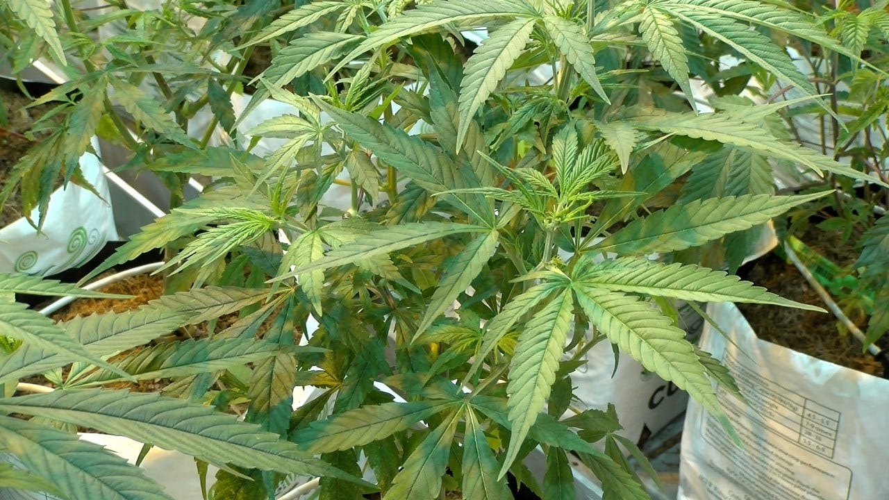 Fall River marijuana dispensary may open next week, following fi Fall River marijuana dispensary may open next week, following fi