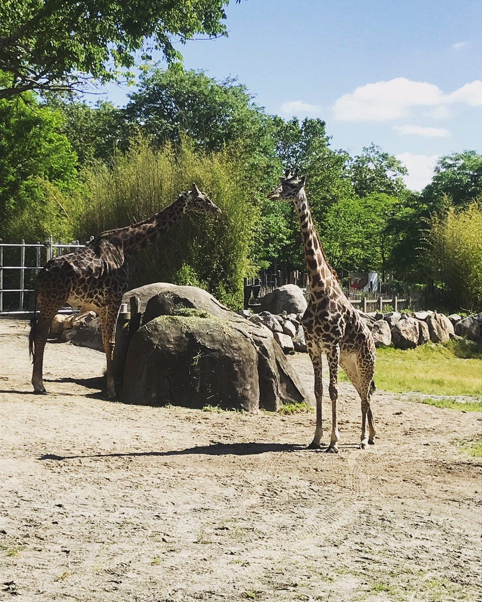 World Giraffe Day At RWP Zoo