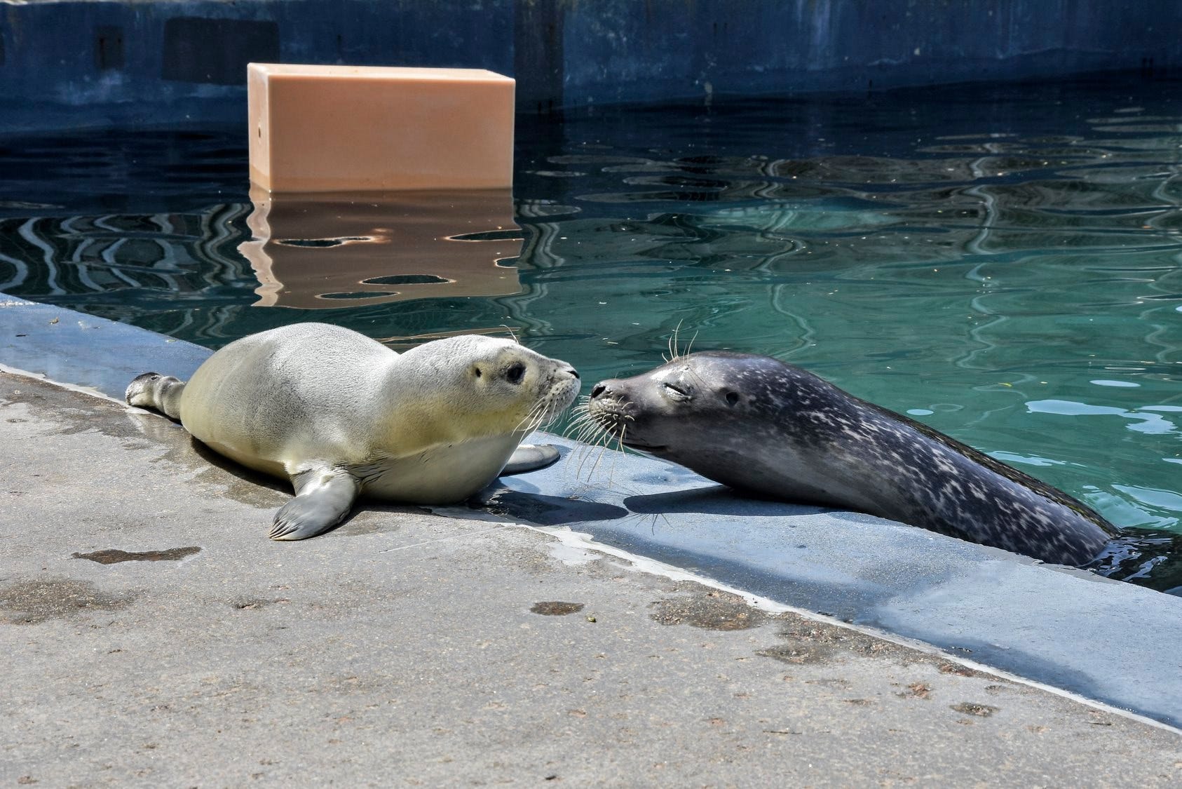 Vote for the name of Mystic Aquarium's newborn seal